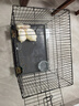 朗缤 兔子活体宠物兔活体新西兰肉兔公主兔小白荷兰侏儒活物兔子宠物 小白公主兔2只（一公一母） 实拍图