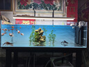 创宁鱼缸加热棒200W适合50-100L水量双控温自动恒温加温棒石英加热器 实拍图