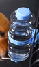 hoopet狗狗喝水器挂式水壶水瓶水嘴喂水神器小狗猫咪宠物用品悬挂式不湿 圆形宠物饮水器473ml(蓝） 实拍图