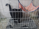 憨憨宠猫笼折叠猫笼子大号猫别墅加粗加密双层猫舍猫窝宠物猫咪用品家用 白色 600双层 实拍图