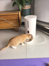 meoof觅凹蛋卷自动喂食器猫咪狗狗投食机定时定量摄像头可视互动 实拍图