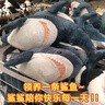 熊猫熊啊呜鲨鱼玩偶宜家抱枕毛绒玩具儿童布娃娃女生陪睡觉抱枕小礼品 实拍图