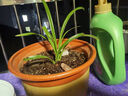 紫砂陶瓷花盆特大号花盆粗砂陶土大码陶瓷盆批发落地盆景花卉绿植 口径28cm 1个盆+托盘 实拍图
