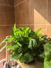 双盟绿萝盆栽除甲醛花卉绿植办公室新房净化空气180托盘4盆装源头直发 实拍图