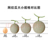 京鲜生 玫珑网纹瓜 净重4-5斤 2粒 中秋礼品源头直发包邮 实拍图