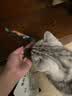 宝诺滋无谷鲜肉全价猫粮成幼猫全品种全期主粮通用试吃猫干粮 三文鱼鲜鸡肉【45%粗蛋白】3斤 实拍图