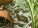 外塘中华草龟活体小乌龟宠物情侣金线苗活物草龟黑腹墨龟好养耐活 8-10厘米 2只情侣草龟 实拍图