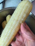 顾果鲜广西白糯牛奶玉米9斤新鲜现摘黏粘棒子带皮生苞米甜嫩农家自种 3斤 实拍图