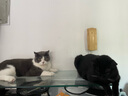 疯狂的主人猫玩具小黄鸭漏食器冻干发射器猫咪狗狗自嗨解闷放零食玩具逗猫棒 实拍图