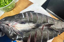 往牧叉尾鮰鱼 免处理 青江鱼 烤鱼精品  腌制半成品 冷冻生鲜 江团鱼 【超大2条】净重1.8-2斤/条 实拍图