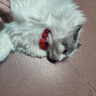 LEGENDSANDY蓝氏全价猫粮成猫幼猫生骨肉冻干粮 猎鸟乳鸽1.5kg 实拍图