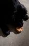 疯狂小狗中大型犬狗粮成幼犬10kg宠物金毛彩虹魔方鸭肉&三文鱼犬粮20斤 实拍图
