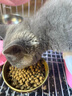 夸克猫粮 幼猫成猫英短美短蓝猫布偶全价通用猫咪主粮 全价鱼肉味猫粮丨20斤丨送同款猫粮1斤 实拍图