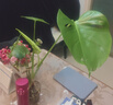 龙鳞春羽水培植物天堂鸟客厅绿萝盆栽花卉富贵竹龟背竹好养的绿植 精品龟背竹30-40cm【1棵】送营养液 实拍图