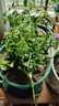 花翁重瓣太阳花苗宿根多年生枝条混色植物盆栽绿植花卉耐晒源头直发 实拍图