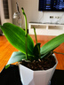 蝴蝶兰盆栽带花剑四季开花客厅室内兰花大苗桌面无花苞花好养易活 光芒---【包开花】送营养液2包 带2支花剑 实拍图