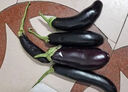山东新鲜绿把紫皮长茄现摘现发新鲜嫩茄新鲜时令蔬菜生鲜 新鲜绿把紫茄 1斤 现摘现发 实拍图