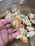 初鲜大号冷冻带黄扇贝肉净重2斤约80-120颗烧烤火锅食材海鲜水产聚餐 实拍图