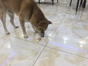 HELLOJOY狗狗零食磨牙肉干天然软骨洁齿中小型幼犬补钙 鸡肉兔耳朵60g 实拍图