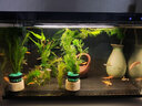 云峰海瑞水草活体懒人草鱼缸造景活体水草套餐鱼缸水草有茎类中后景真水草 【好养易活】随机三种套装 实拍图