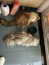 宽福（KUANFU）猫零食罐头鸡丝高汤补水猫罐头成猫幼猫母猫产后85克*15罐 实拍图