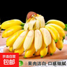 新鲜现摘海南皇帝蕉小香蕉软糯可口水果宝宝蕉 皇帝蕉净重5斤 实拍图