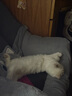 宽福（KUANFU）猫零食罐头鸡丝高汤补水猫罐头成猫幼猫母猫产后85克*15罐 实拍图