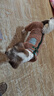 COCS狗狗衣服保暖加绒猫咪衣服冬季中小型犬泰迪博美棉衣四脚带牵引扣 卡其色 XL（建议体重12-16斤） 实拍图