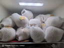 青青大地莱阳秋月梨王果冰糖梨礼盒装 应季新鲜水果送礼 7.2斤6粒特大果 优选特大梨王果6粒 7.2斤 实拍图