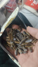 华味亨 山核桃味瓜子500g/袋 坚果炒货葵花籽休闲零食出游办公室1斤装 实拍图