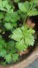 芭芽四季水果小香芹菜苗秧苗大芹菜苗水培老品种白红芹种籽春季蔬菜苗 四季小香芹【鲜嫩脆爽】+肥 12棵 实拍图