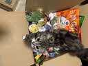 鲜朗主食罐猫咪营养蓝猫英短暹罗幼猫成猫替代主粮全价湿粮猫罐头 牛肉口味5盒【100g*30罐】 实拍图