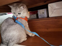 獒少保【可调松紧】猫绳猫链猫咪牵引绳防挣脱遛猫绳背心式溜猫绳子猫链 蓝橙双拼 S码 建议9-13斤内 实拍图