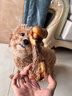 疯狂小狗宠物狗狗零食磨牙牛骨头泰迪比熊小型犬洁齿耐 鸭肉绕牛棒骨 90g 实拍图