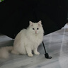 沃趣 纳基矿砂无尘矿物质结团快无尘小颗粒矿土吸水猫咪用品18斤 实拍图