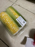【水果菜】岩神山水果冰糖玉米约450g 实拍图
