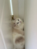 宽福（KUANFU）猫零食罐头鸡丝高汤补水猫罐头成猫幼猫母猫产后85克*15罐 实拍图