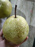 鲜级佳山东莱阳慈梨茌梨 正宗贡梨新鲜当季水果 生鲜礼盒 特产 4.5斤中果 80-90mm 6-8个 实拍图