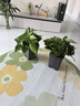 双盟绿萝盆栽除甲醛花卉绿植办公室新房净化空气110方黑10盆源头直发 实拍图