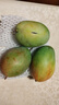 三亚芒果  海南芒果新鲜水果生鲜整箱当季大青皮芒 热带孕妇芒果 5斤装(净果4.5斤)单果200-500g+ 实拍图