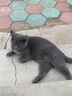 LEGENDSANDY蓝氏全价猫粮成猫幼猫生骨肉冻干粮 盒装 猎鸟乳鸽4.5kg 实拍图