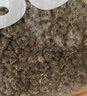 路斯（Luscious）猫粮肉松夹心鲜肉无谷全价益生菌成猫幼猫通用猫粮 【肉松夹心】鲜肉无谷猫粮8斤 实拍图
