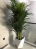 Only you【两小时达】发财树大型盆栽绿植花卉室内客厅办公室开业乔迁送礼 散尾葵 实拍图