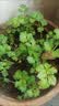 芭芽四季水果小香芹菜苗秧苗大芹菜苗水培老品种白红芹种籽春季蔬菜苗 四季小香芹【鲜嫩脆爽】+肥 12棵 实拍图