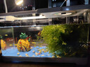 阔庭（KUOTING）缸水族箱生态桌面鱼缸新款懒人鱼缸生态造景过滤制氧一体机白色 实拍图
