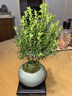 开时果 小叶赤楠盆景摆件 办公室桌面绿植花卉好养盆栽植物源头直发包邮 【热销款】哥窑浸墨盆+苔藓+底座 实拍图