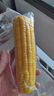 守望乡村（KEEP W-VILLAGE GO）新鲜东北玉米 早餐粗粮苞米棒黏粘甜糯玉米棒真空包装 黄色玉米12支（总净重2400g以上） 实拍图