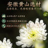 贡苑 花草茶 特优级苦丁茶100克/罐 青山绿水 精选大叶好货花草养生茶 实拍图