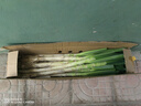 农家自种精品山东大葱特级新鲜铁杆长白葱农家毛葱香葱现挖便宜 山东大葱（带老皮）带箱 5斤 实拍图