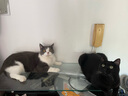疯狂的主人猫玩具小黄鸭漏食器冻干发射器猫咪狗狗自嗨解闷放零食玩具逗猫棒 实拍图